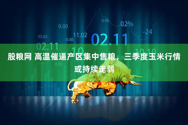 股粮网 高温催逼产区集中售粮，三季度玉米行情或持续走弱